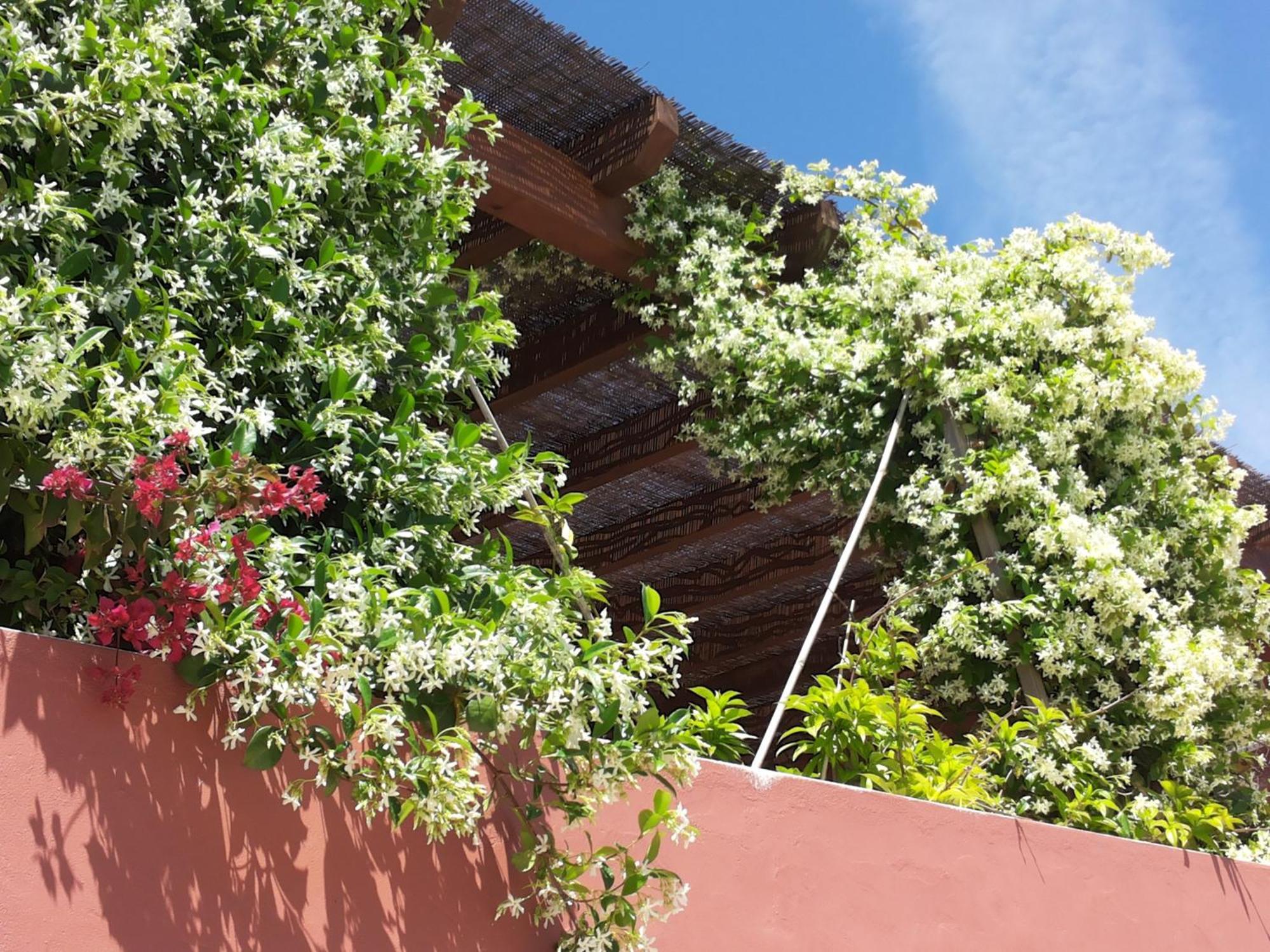 Gato Preto De Silves - Adults Only Bed & Breakfast エクステリア 写真