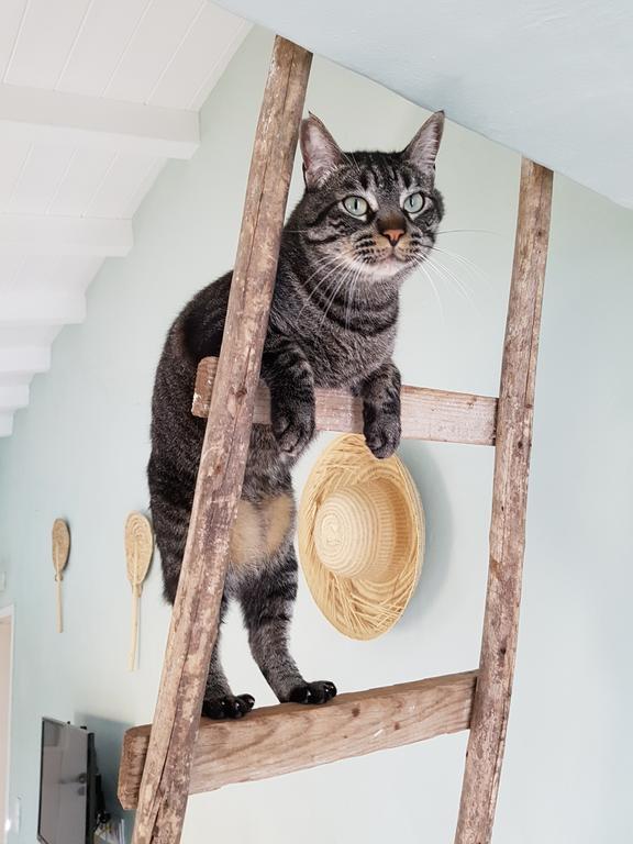 Gato Preto De Silves - Adults Only Bed & Breakfast エクステリア 写真