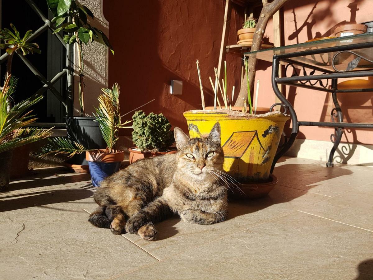 Gato Preto De Silves - Adults Only Bed & Breakfast エクステリア 写真